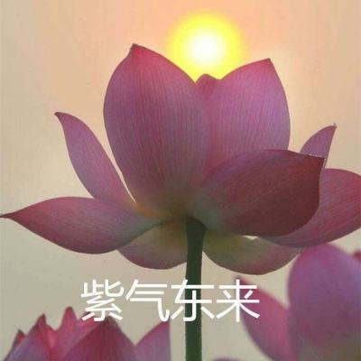 荣耀之剑果盘版下载